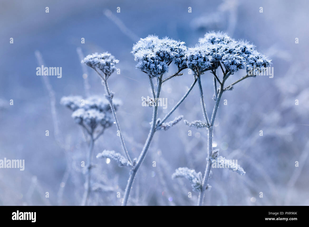 Plants with frost hi-res stock photography and images - Alamy
