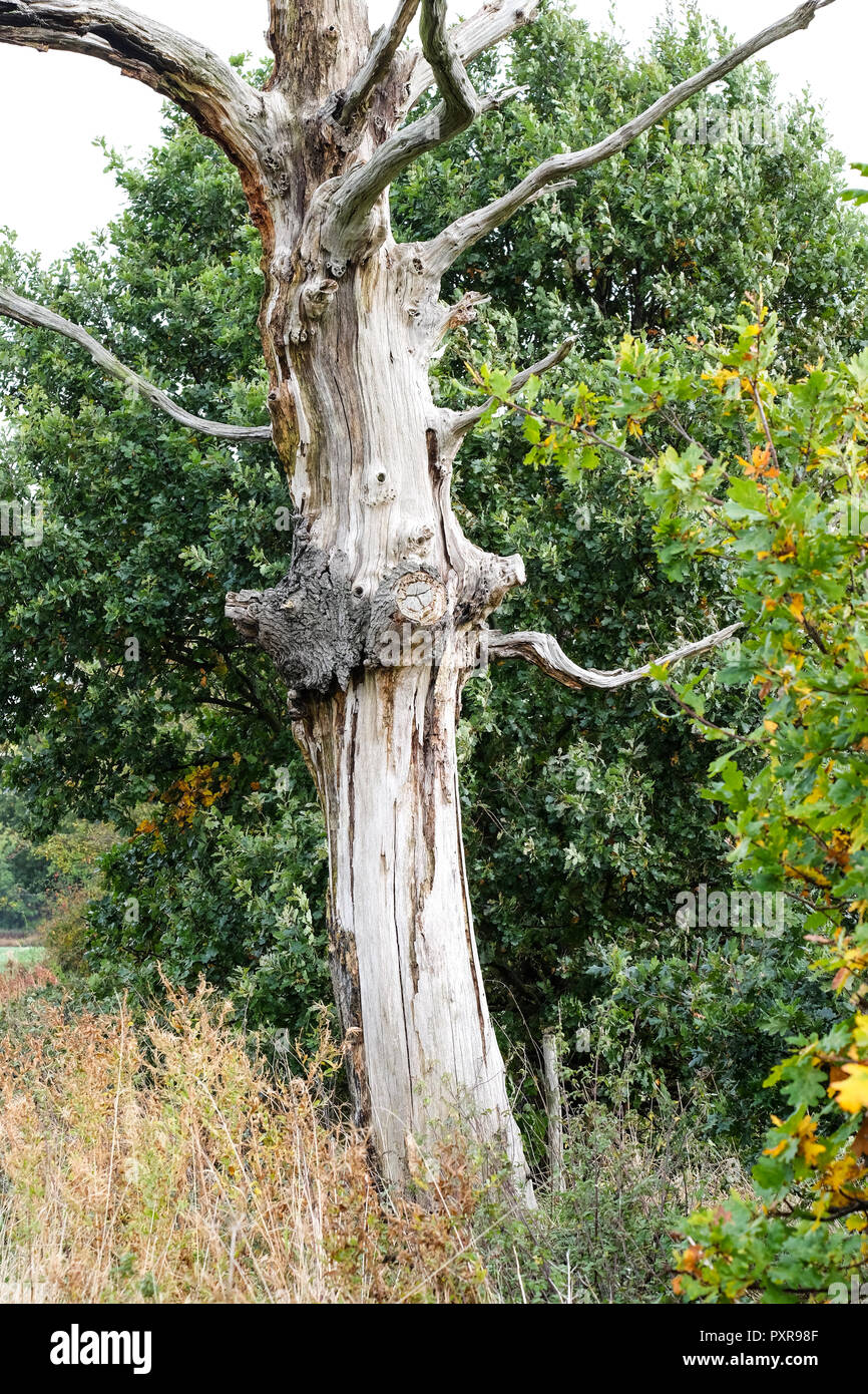 Dead tree still standing hi-res stock photography and images - Alamy