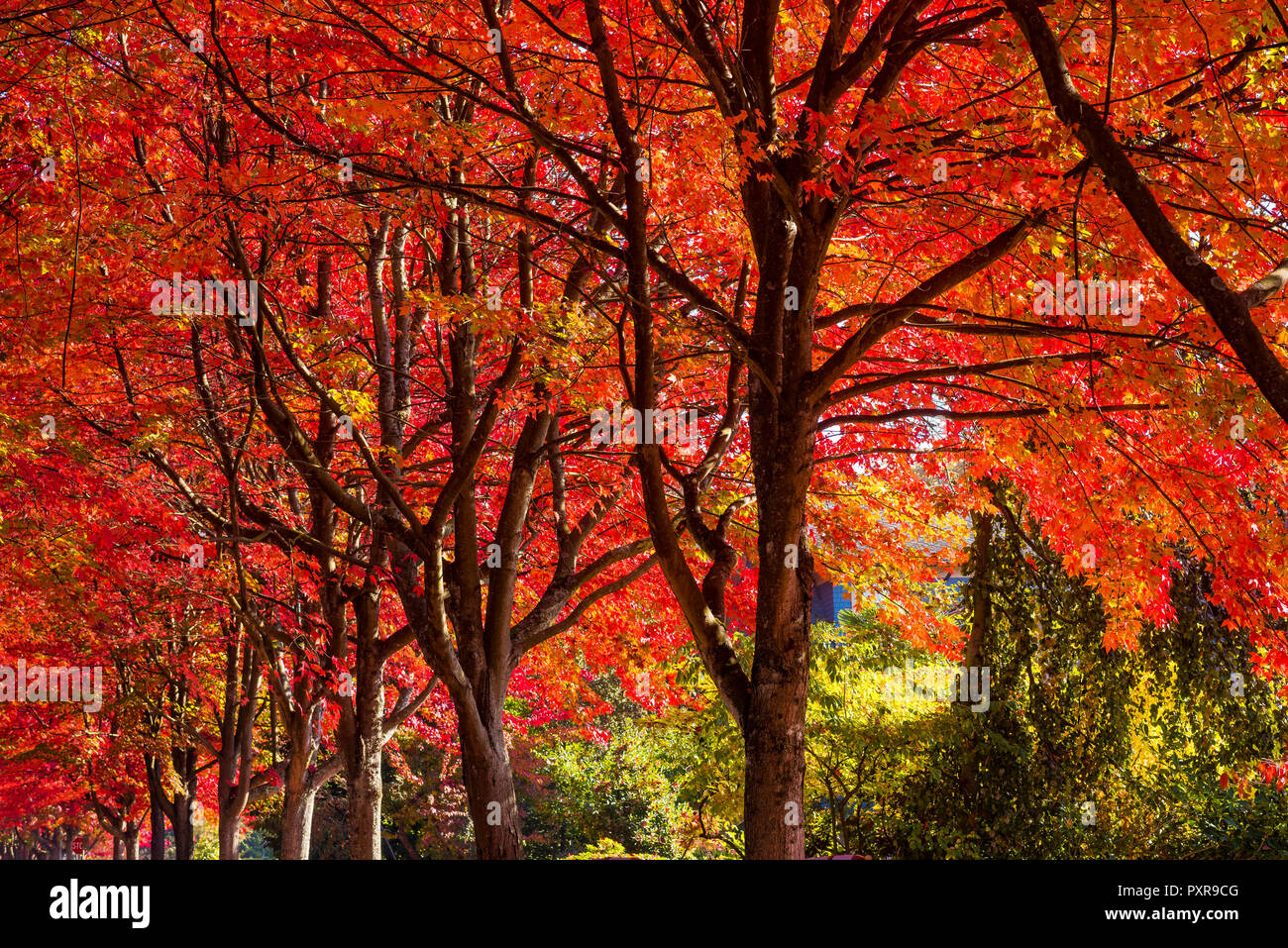 Fall coloured maple trees, Cambridge Street, Vancouver, British Columbia, Canada Stock Photo