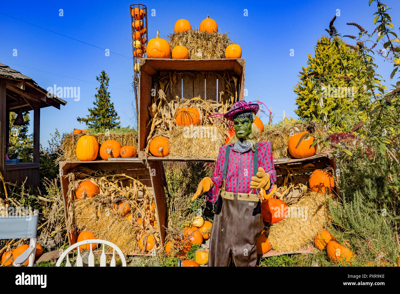 Westham Island Herb Farm, Pumpkin Patch, Westham Island, Delta, British