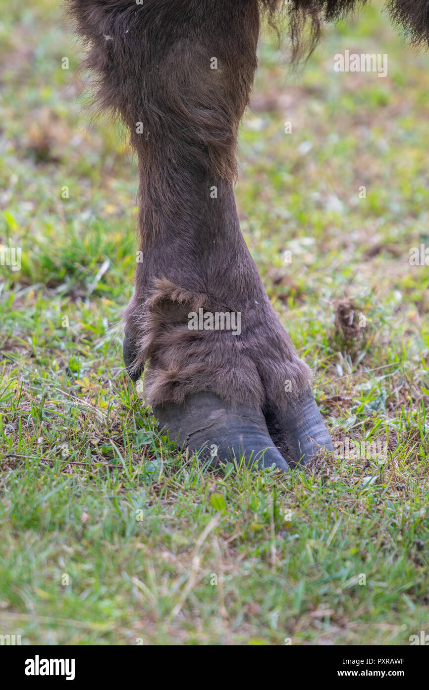 A close up of the hoof of a European Wood Bison (bison bonasus