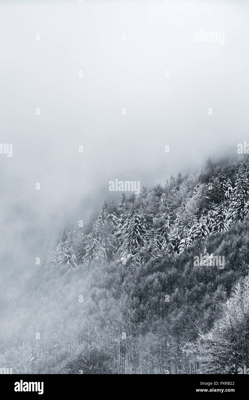Italy, Modena, Cimone, snowy winter forest in haze Stock Photo