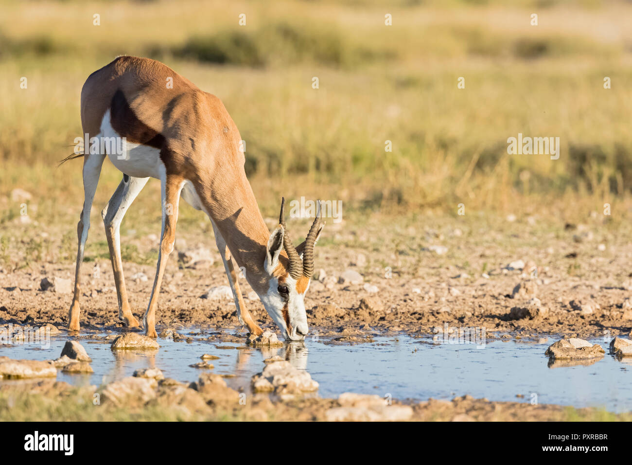 Botswana, Kgalagadi Transfrontier National Park, Mabuasehube Game Reserve, Springbok drinking at waterhole, Antidorcas marsupialis Stock Photo