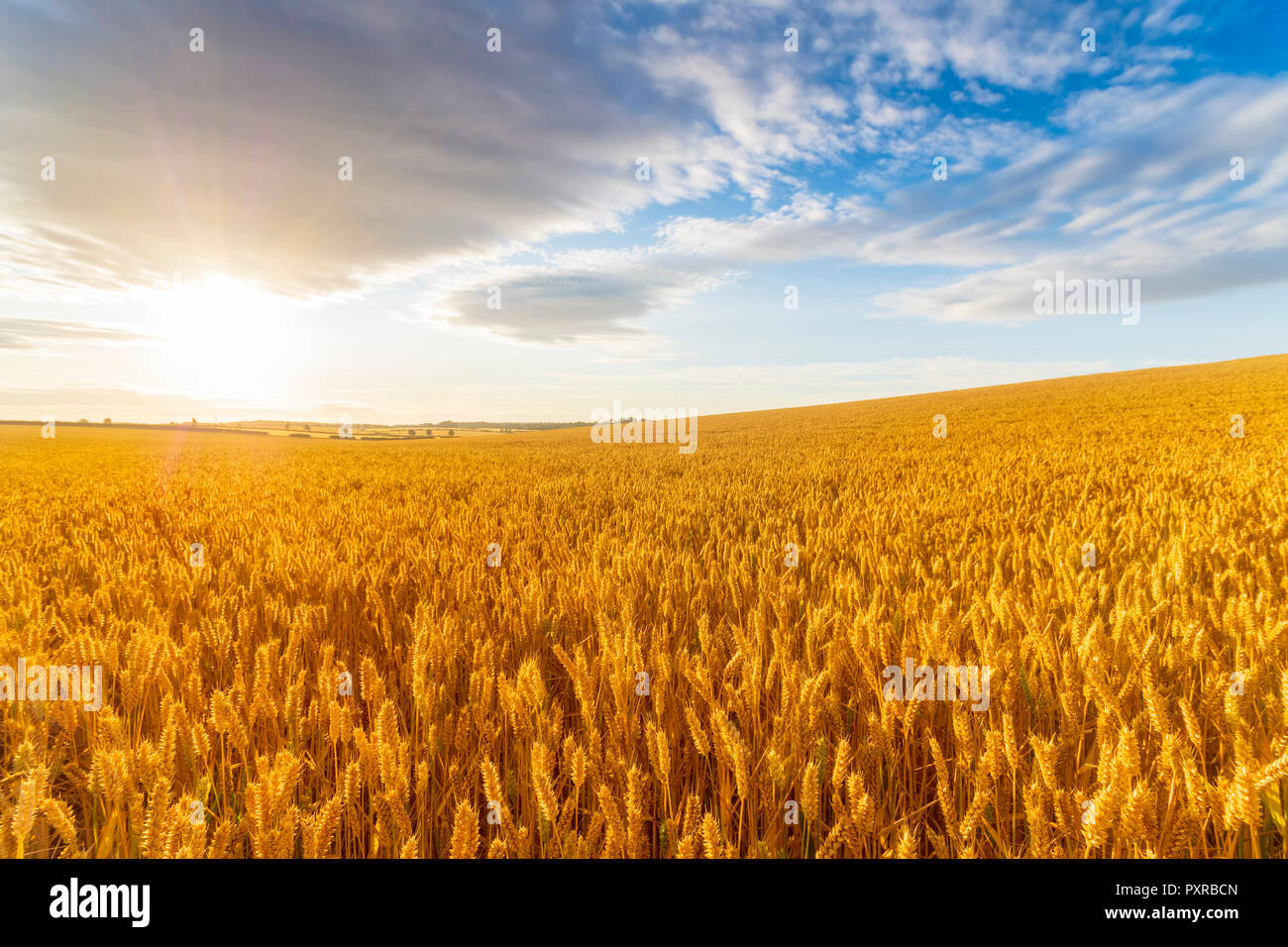 United KIngdom, East Lothian, Wheat field, Triticum sativum, against the sun Stock Photo