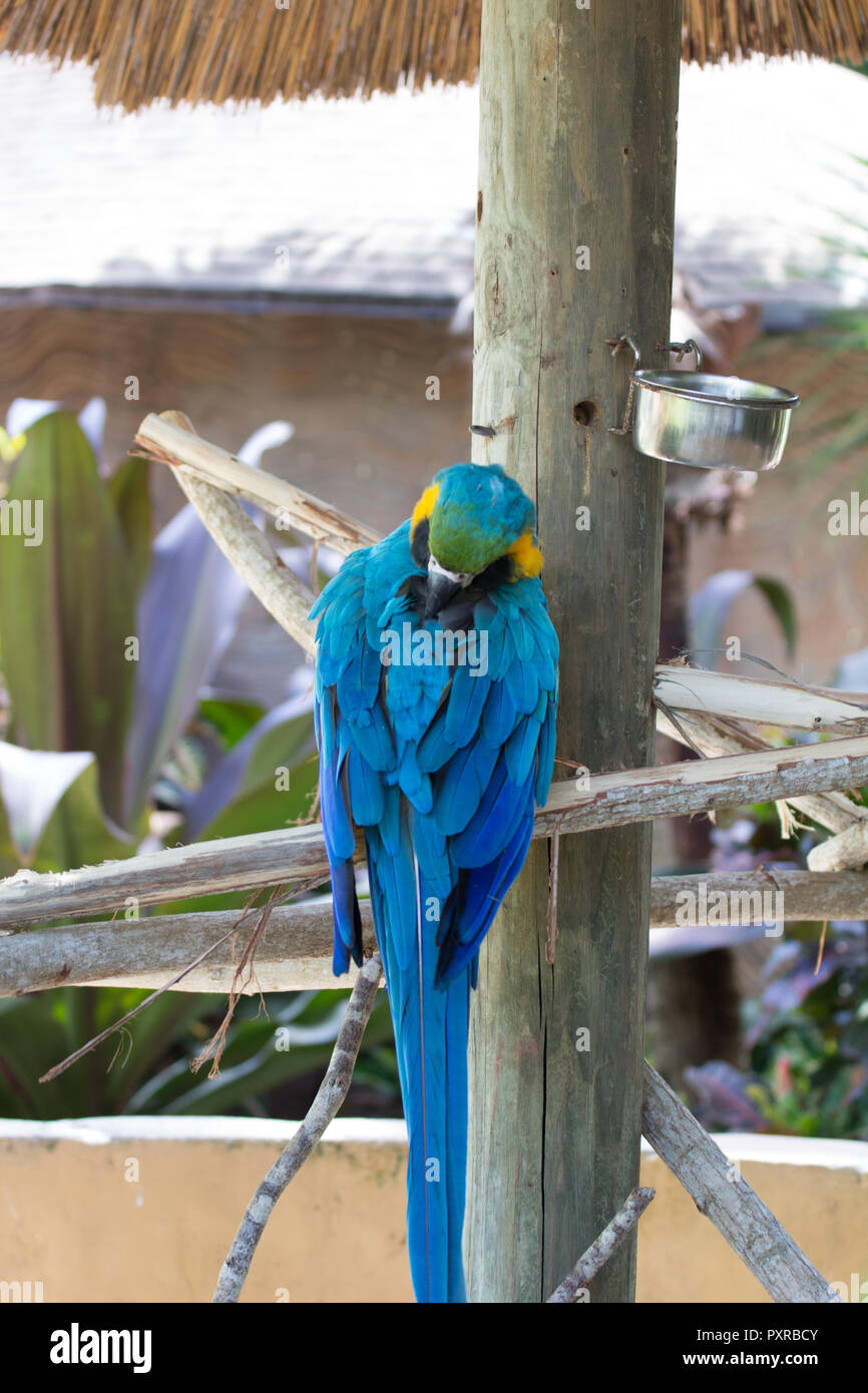 Guacamaya bird hires stock photography and images Alamy