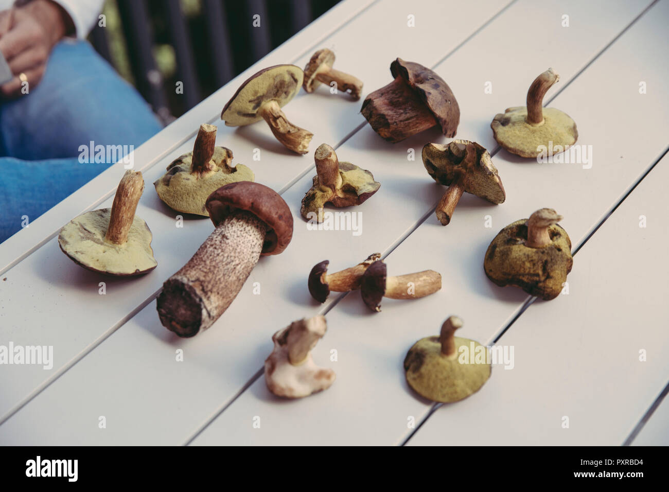 Collection of edible wild mushrooms on table Stock Photo