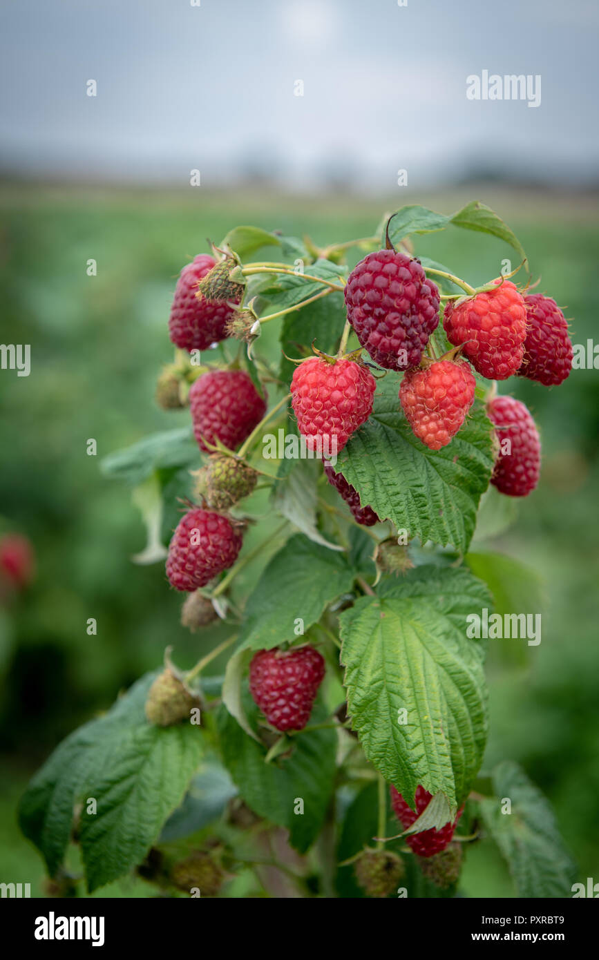 How To Grow Rubus Idaeus