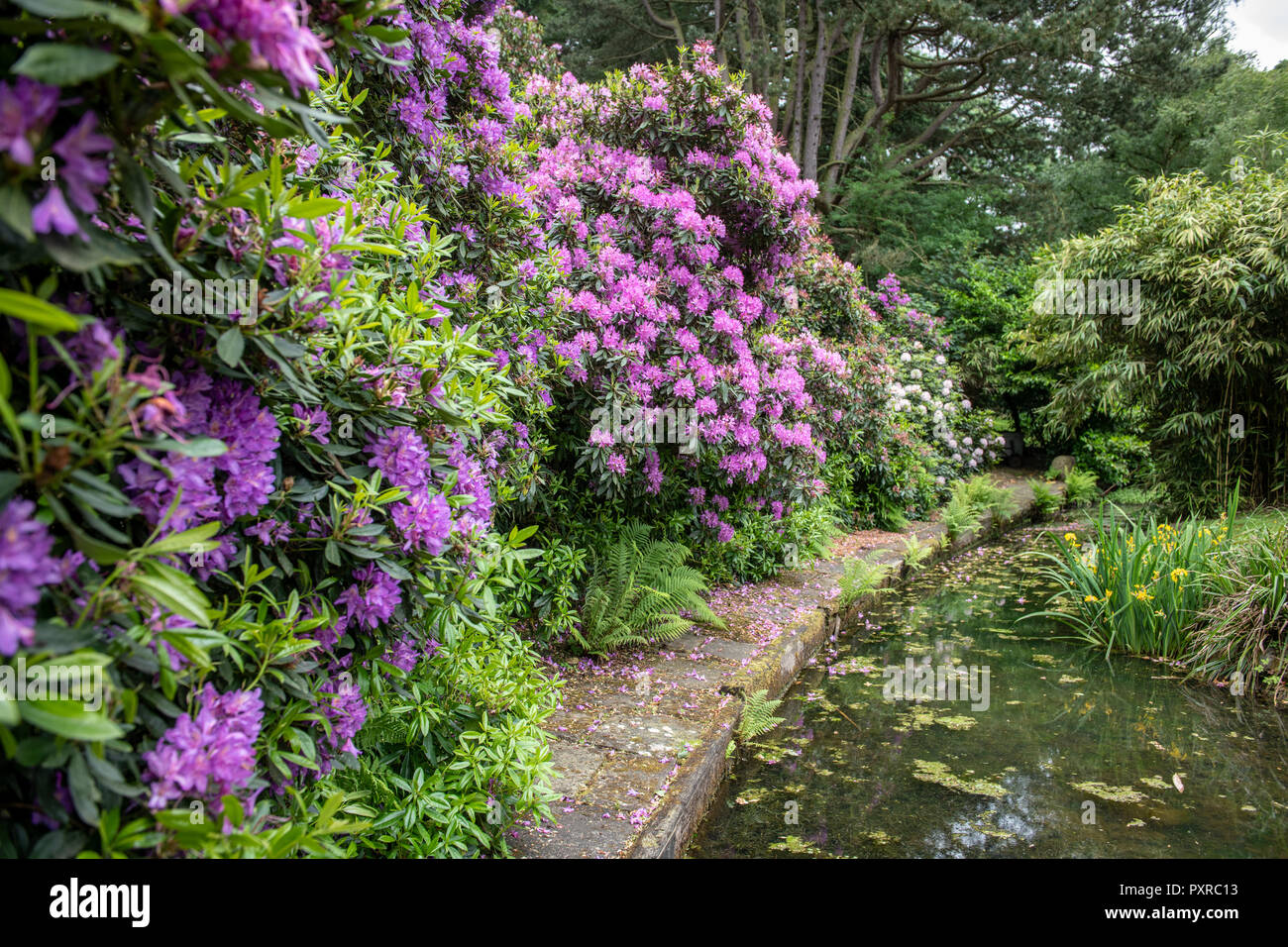 Rhododendron (Rhododendron ferrugineum) tumble of a beautiful walk way next to a pond in Yorkshire, UK Stock Photo