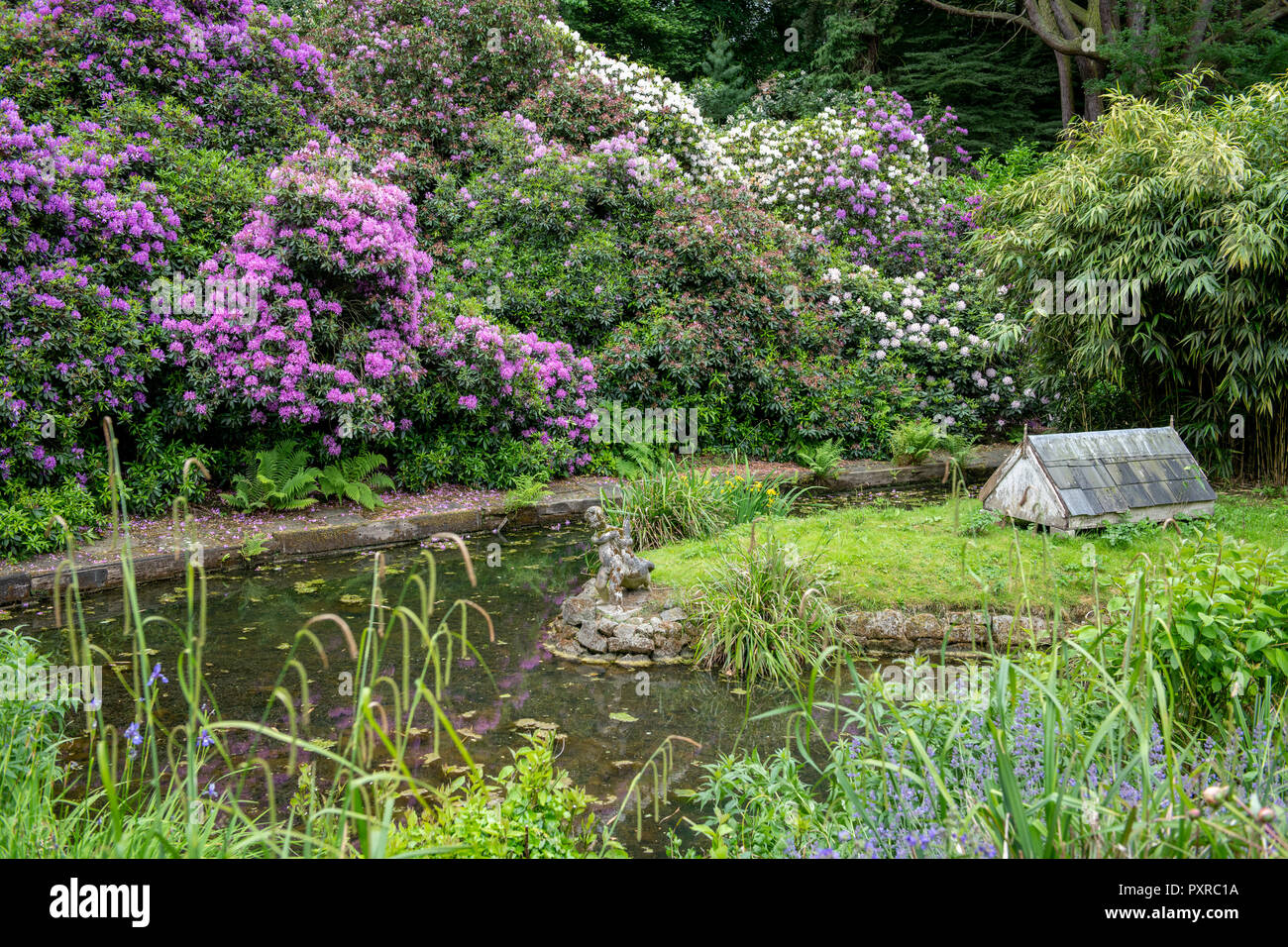 Rhododendron (Rhododendron ferrugineum) tumble over a beautiful walk way next to a pond in Southlands Yorkshire, UK Stock Photo