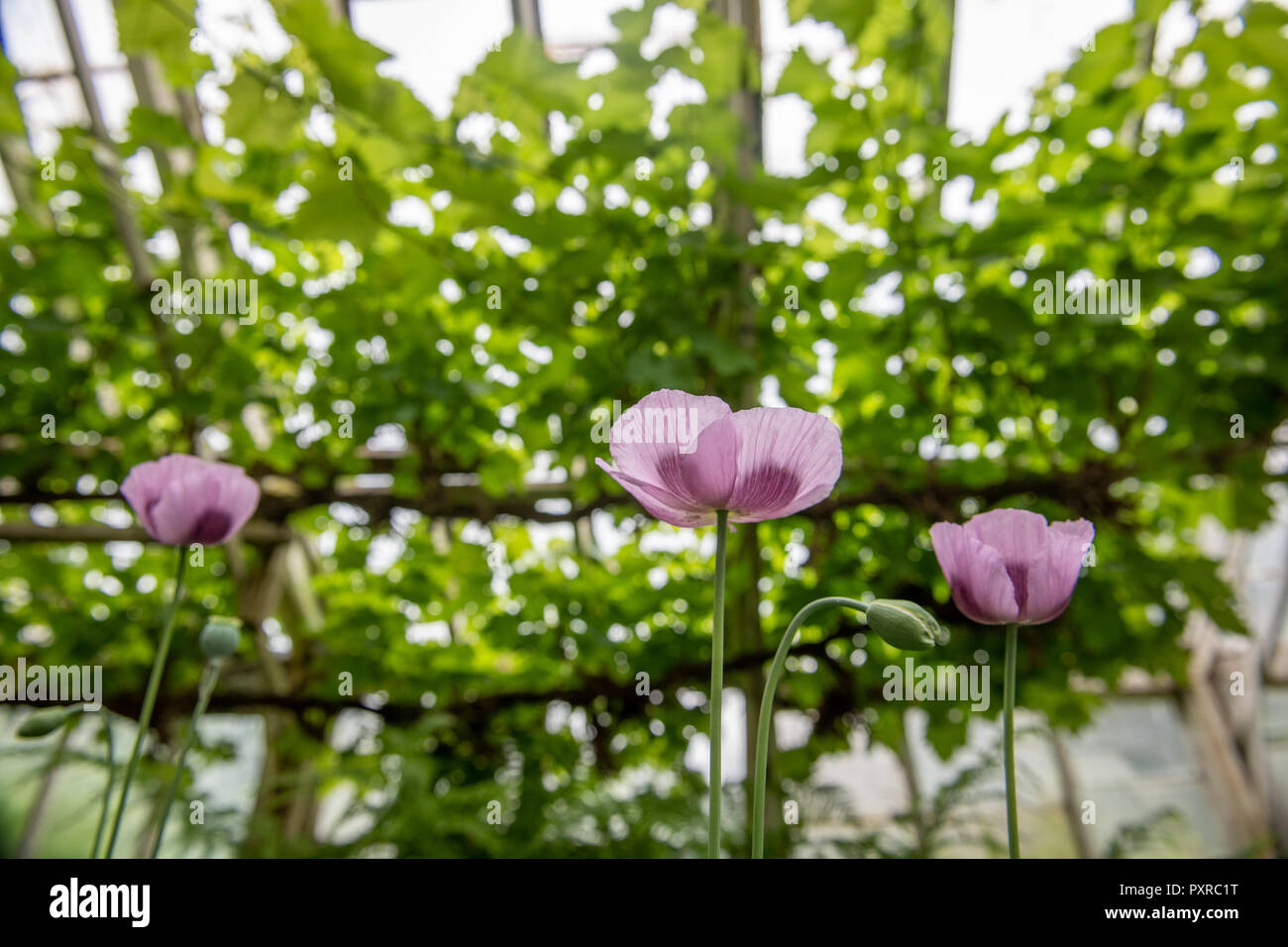 A close up of a purple oriental poppies (Papaver) in  Yorkshire, UK, Stock Photo