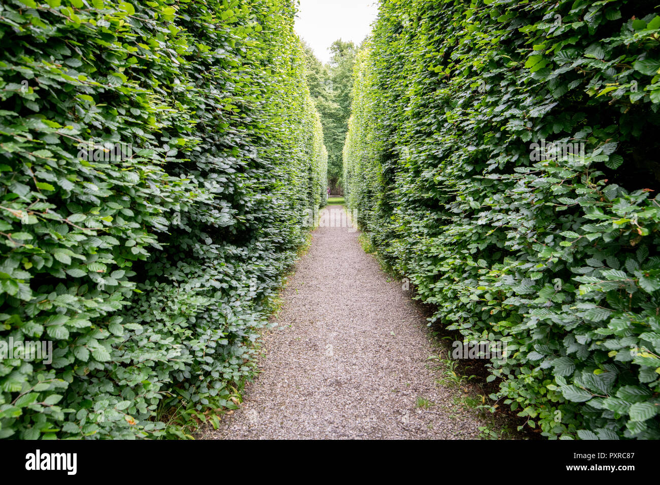 Pathway among trees hi-res stock photography and images - Alamy