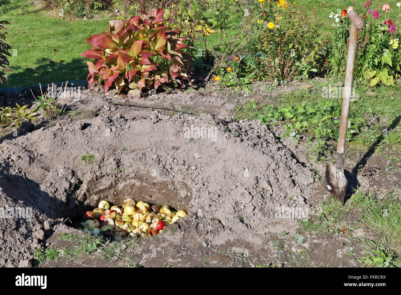 Seasonal work in the autumn garden concept. Fallen rotten and bad apples gardeners bury in deep pite  hole. The apples rot and turn into compost Stock Photo