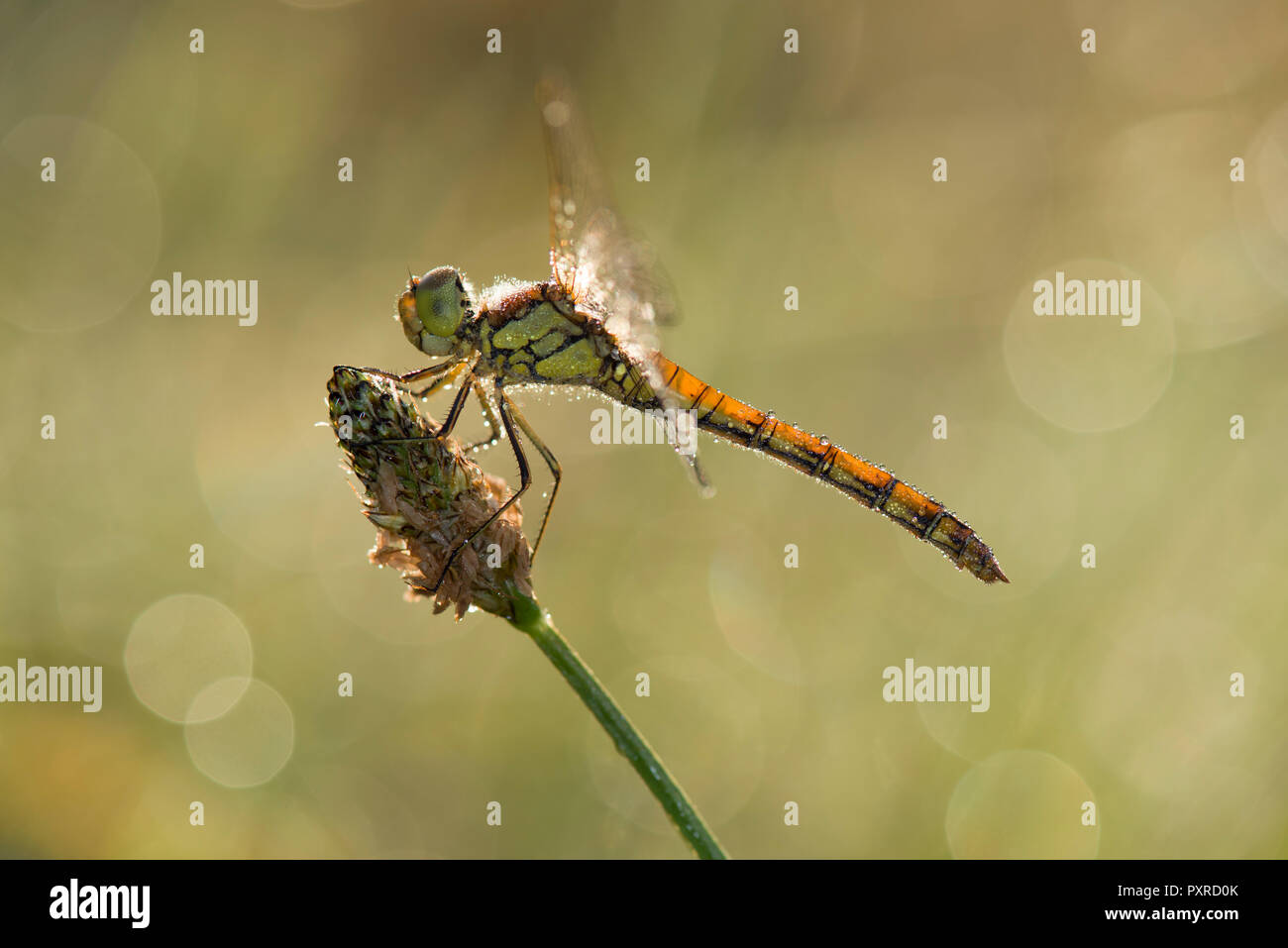 Common darter firefly, Sympetrum striolatum, hovering over flower Stock Photo