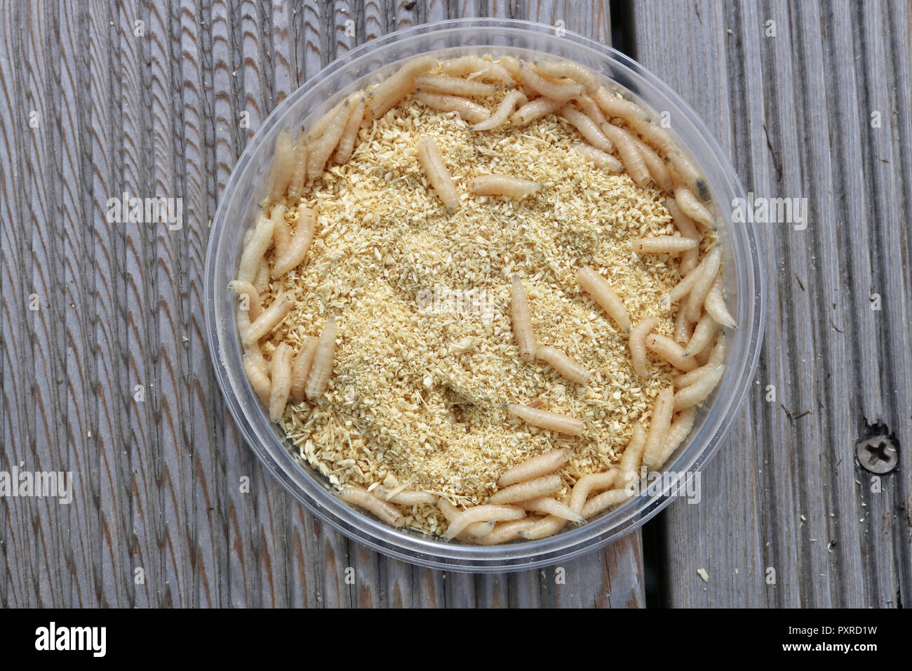 Manure fly larvae are used by fishermen as bait when fishing. Insects ...
