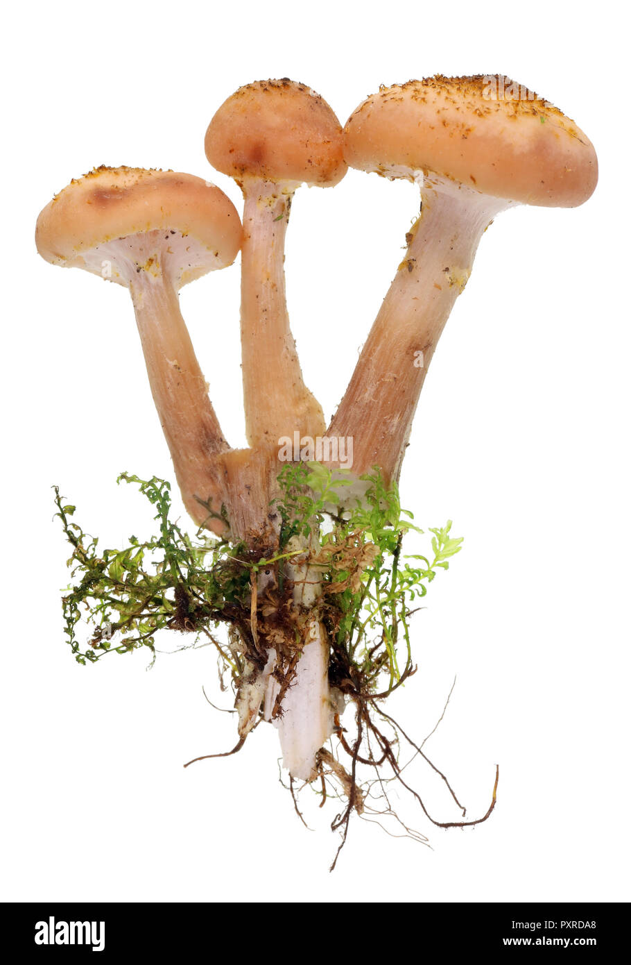 Beginning fungus Cut Out Stock Images & Pictures - Alamy
