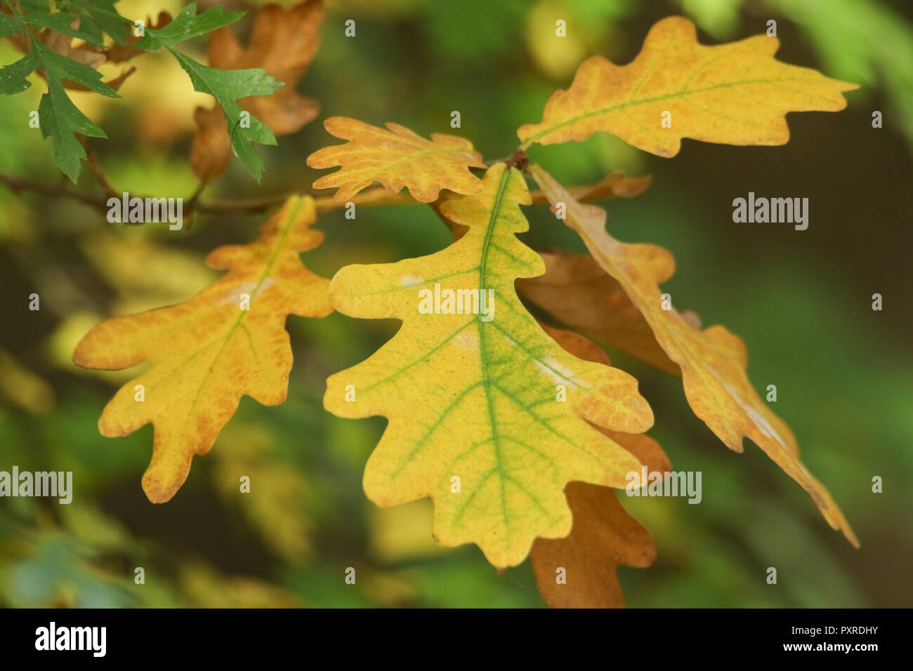 Woodland leaves hi-res stock photography and images - Alamy