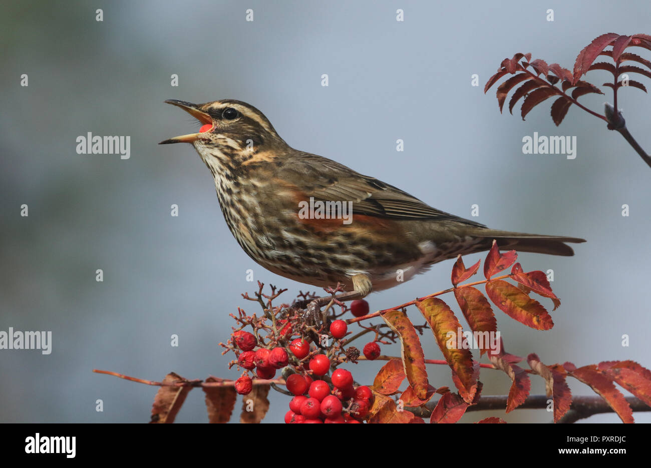 A beautiful Redwing (Turdus iliacus) feeding on Rowan tree berries in ...