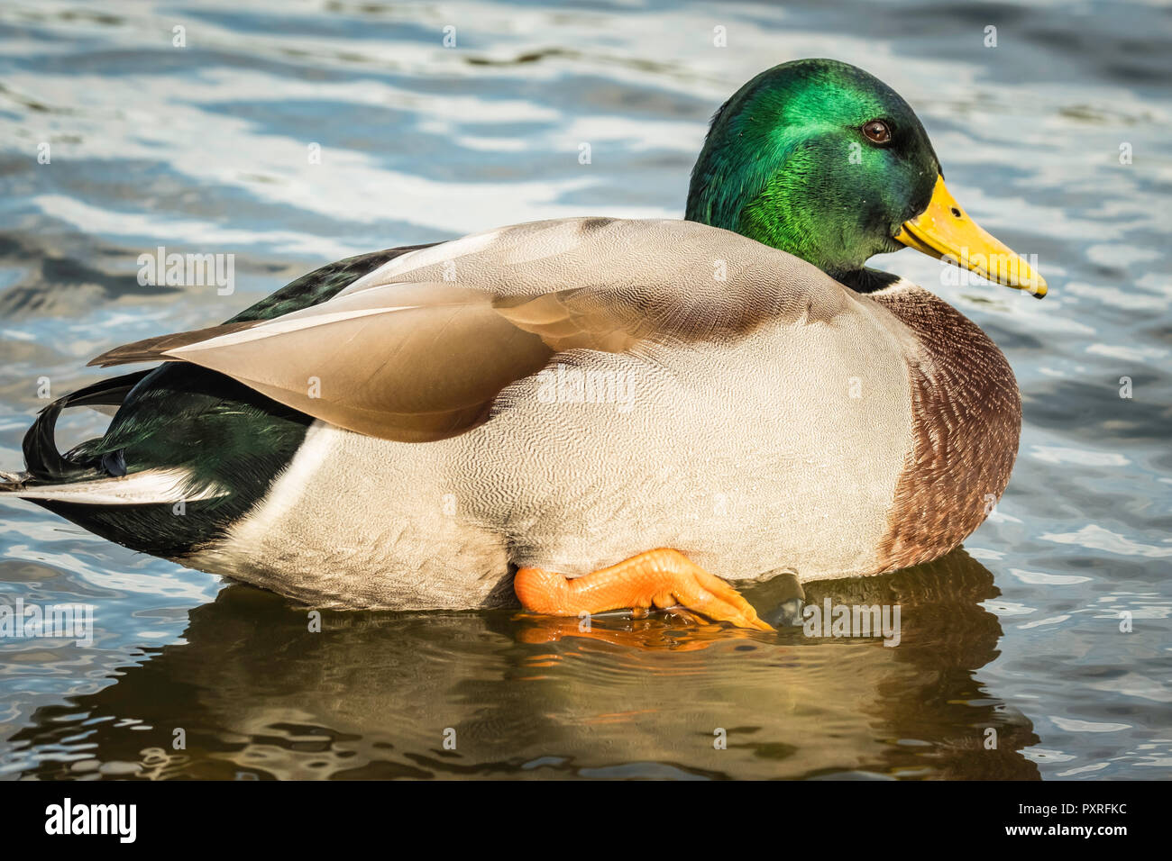 Mallard drake showing its glorious coloured head and curly tail feathers. Stock Photo