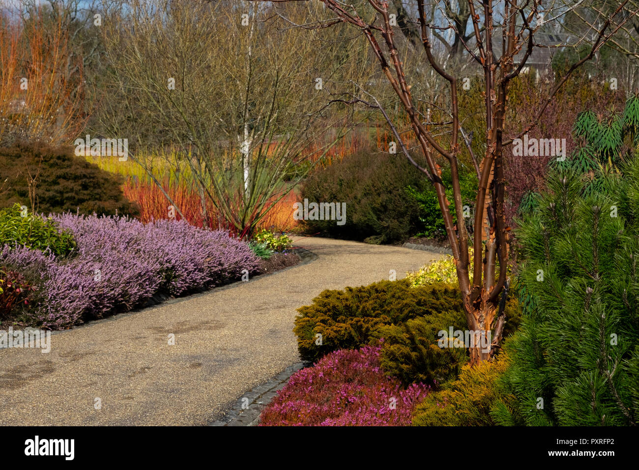 Garden border hebe hi-res stock photography and images - Alamy