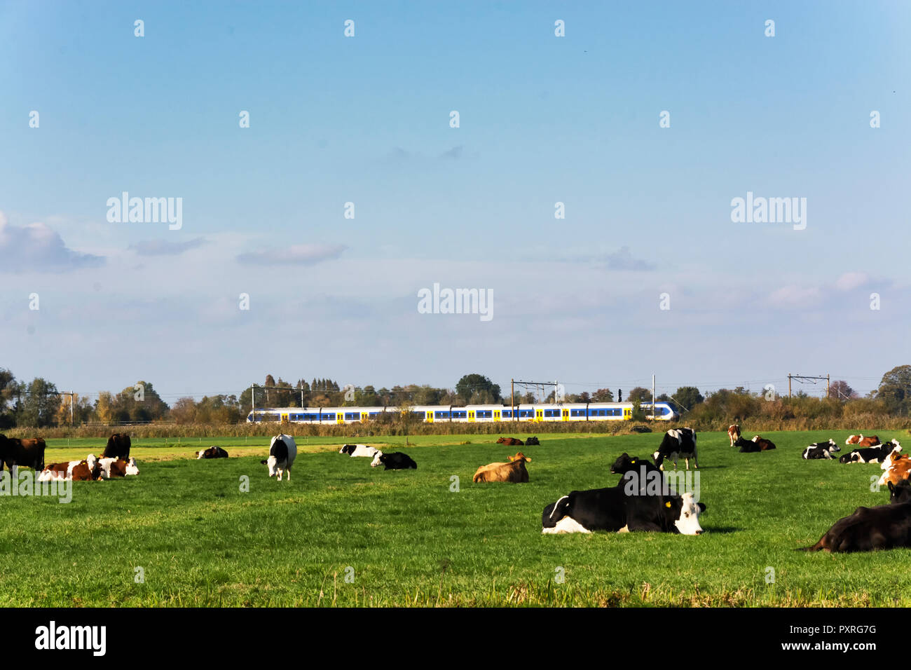 View on juicy green grasslands in the Netherlands with a herd of dutch cows on it. Public transport, a train, is seen in the distance. Stock Photo