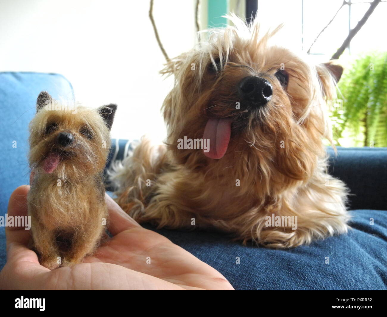 new york terrier