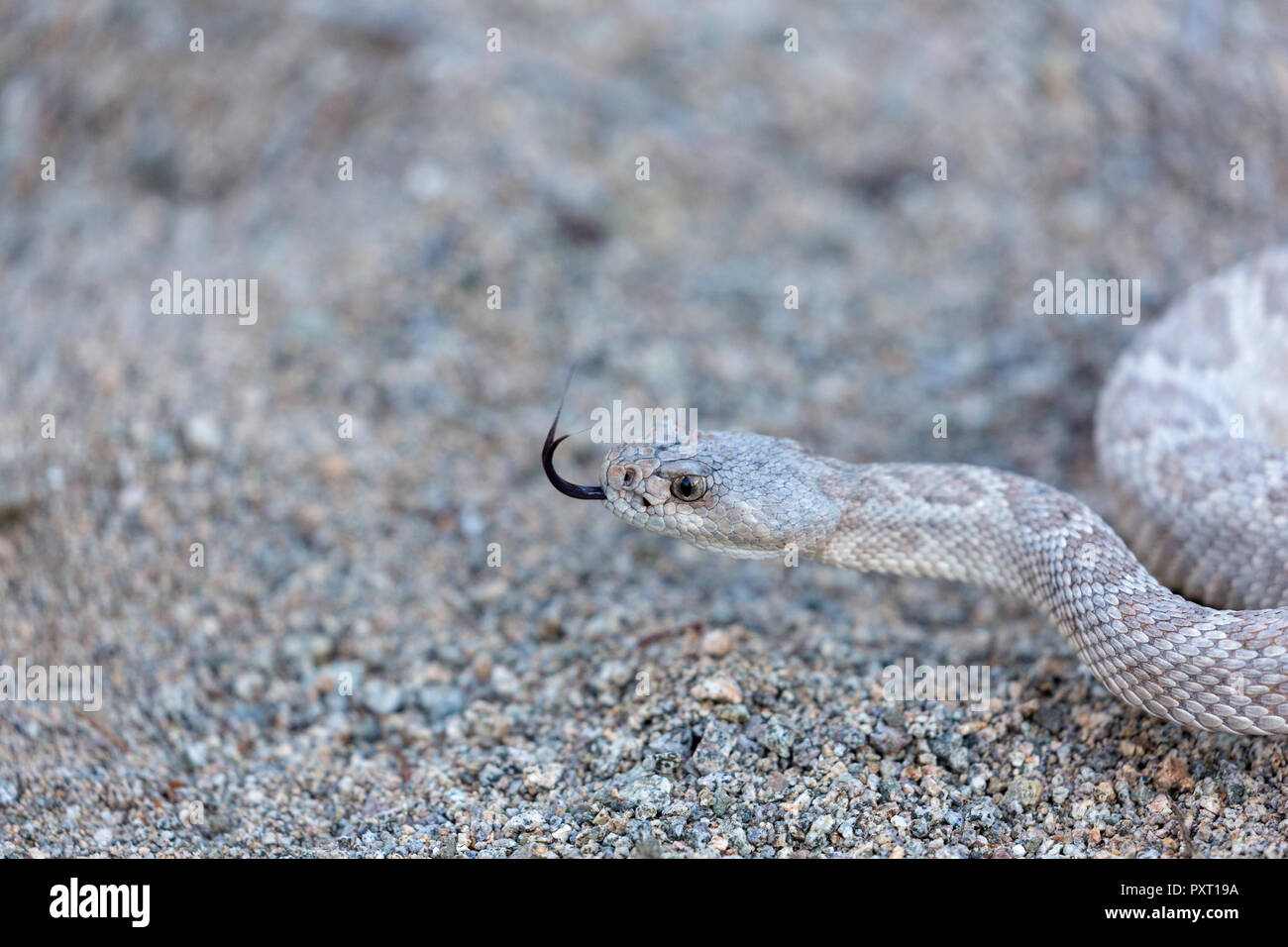 Ash colored morph of the endemic rattleless rattlesnake, Crotalus catalinensis, Isla Santa Catalina, Baja California Sur, Mexico Stock Photo