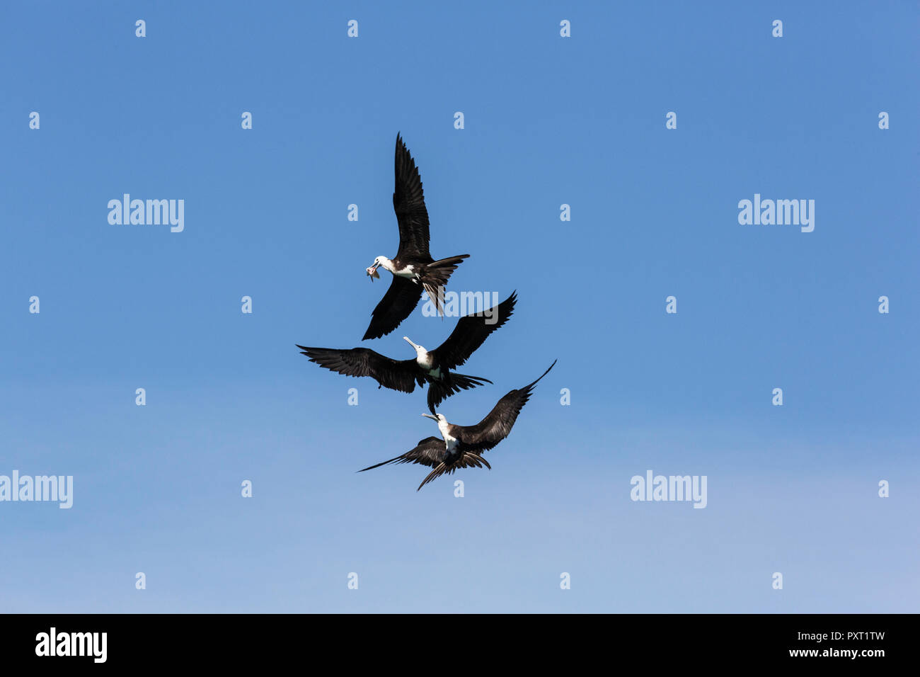 Juvenile magnificent frigatebirds, Fregata magnificens, fighting over food in San Gabriel Bay, Espiritu Santo Island, BCS, Mexico Stock Photo