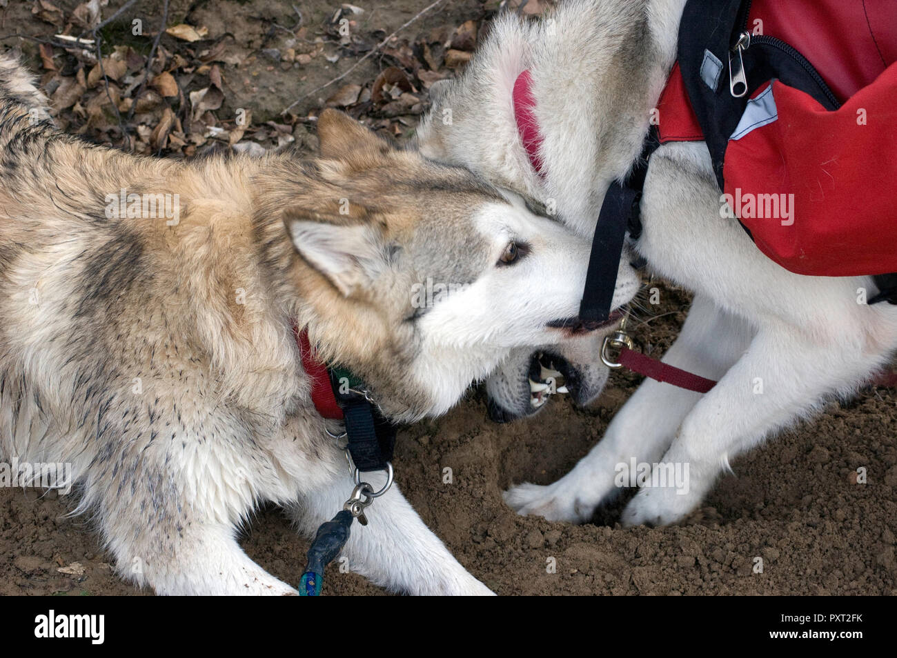 Snow dogs fighting over backpack Stock Photo Alamy