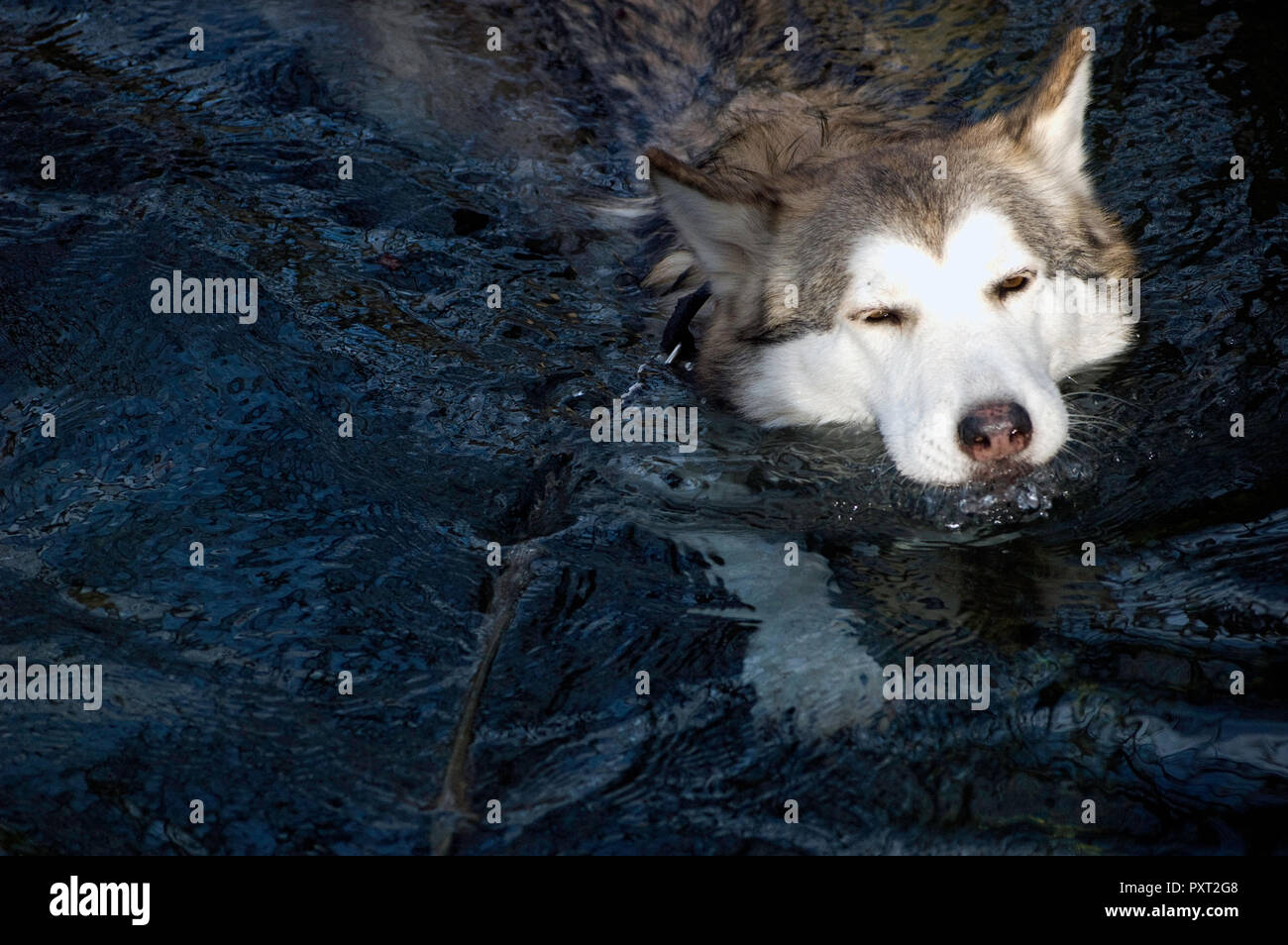 does the alaskan malamute like to swim