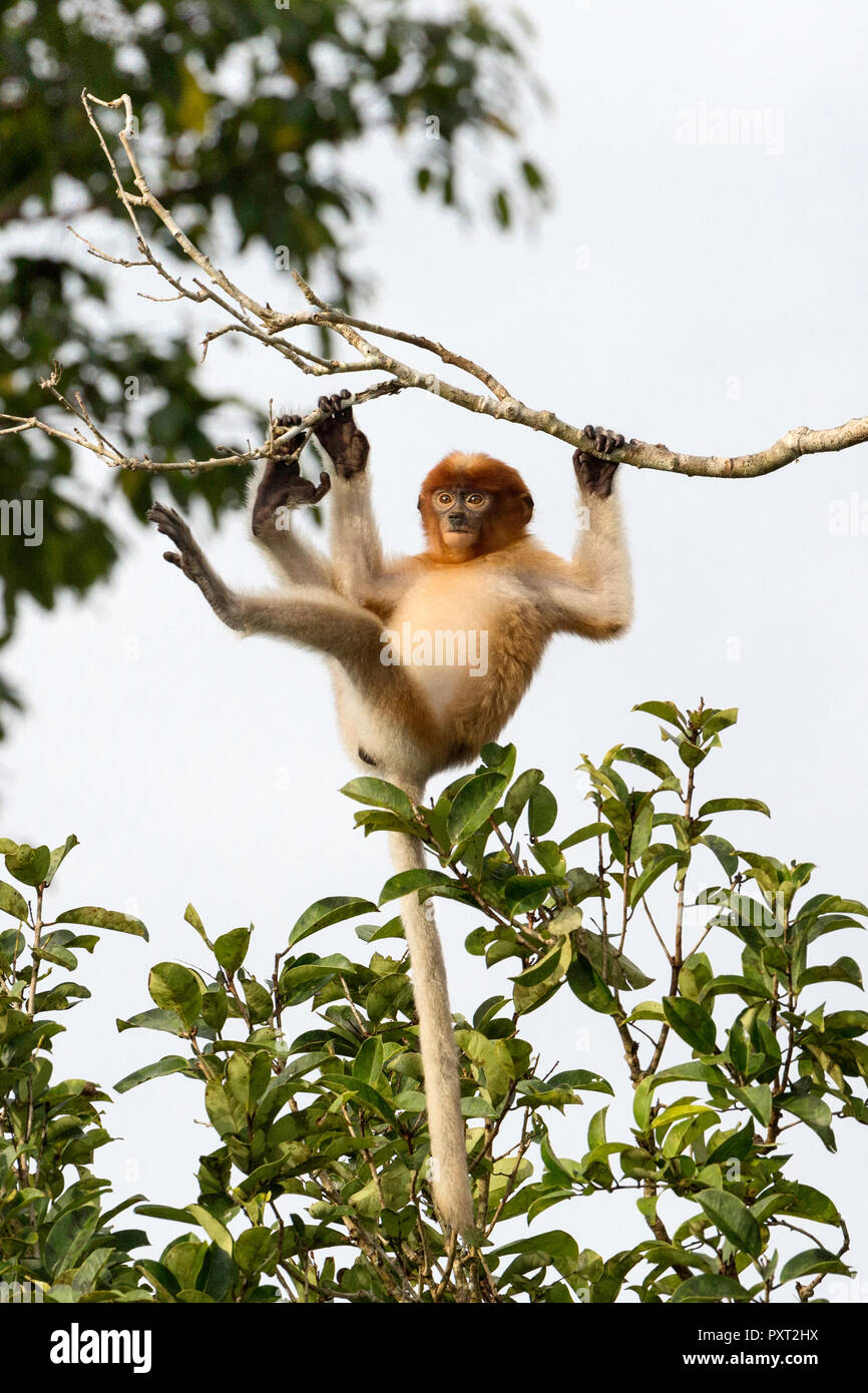 Young proboscis monkey, Nasalis larvatus, Tanjung Puting National Park, Borneo, Indonesia. Stock Photo