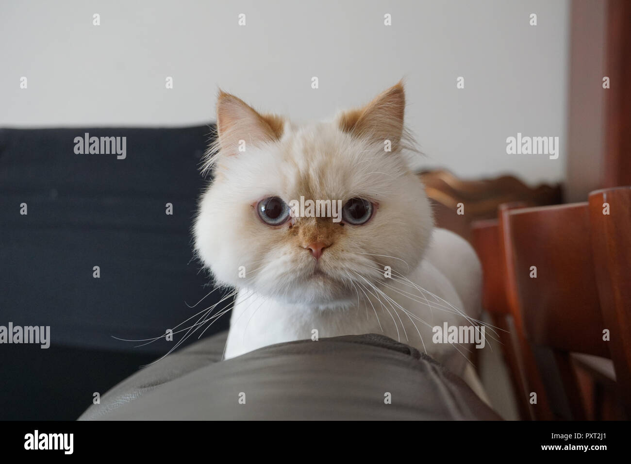 Angry white persian cat posing for camera Stock Photo