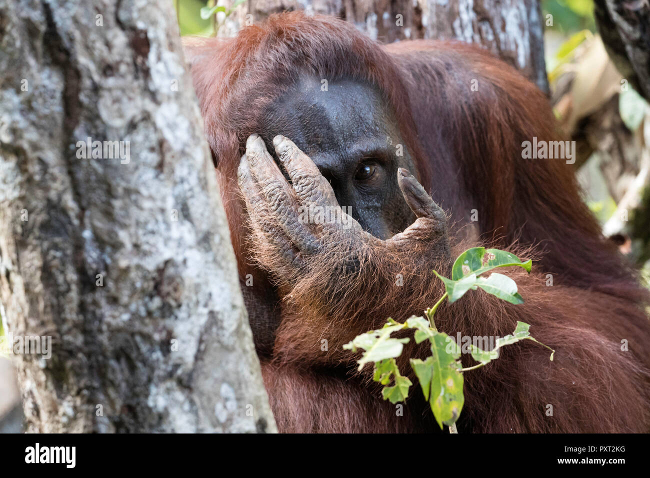 Male Bornean orangutan, Pongo pygmaeus, Tanjung Puting National Park, Borneo, Indonesia. Stock Photo