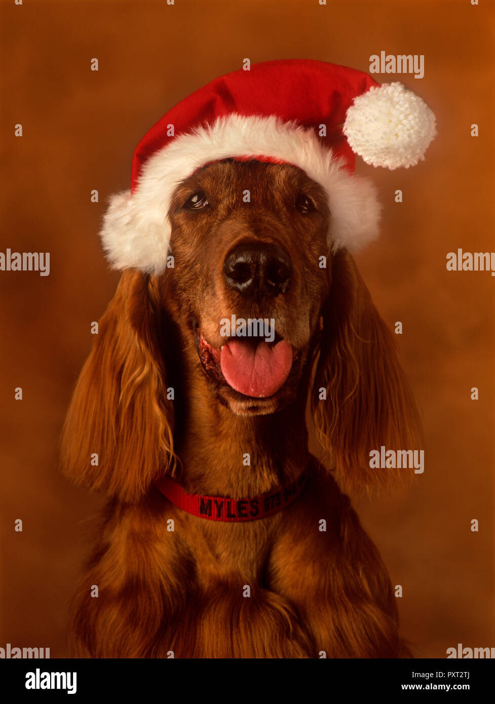 Irish Setter wearing a Santa hat against a very soft background looking straight at camera Stock Photo