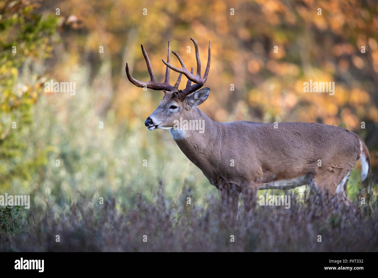 An alert buck whitetail deer standing in a meadow. Stock Photo