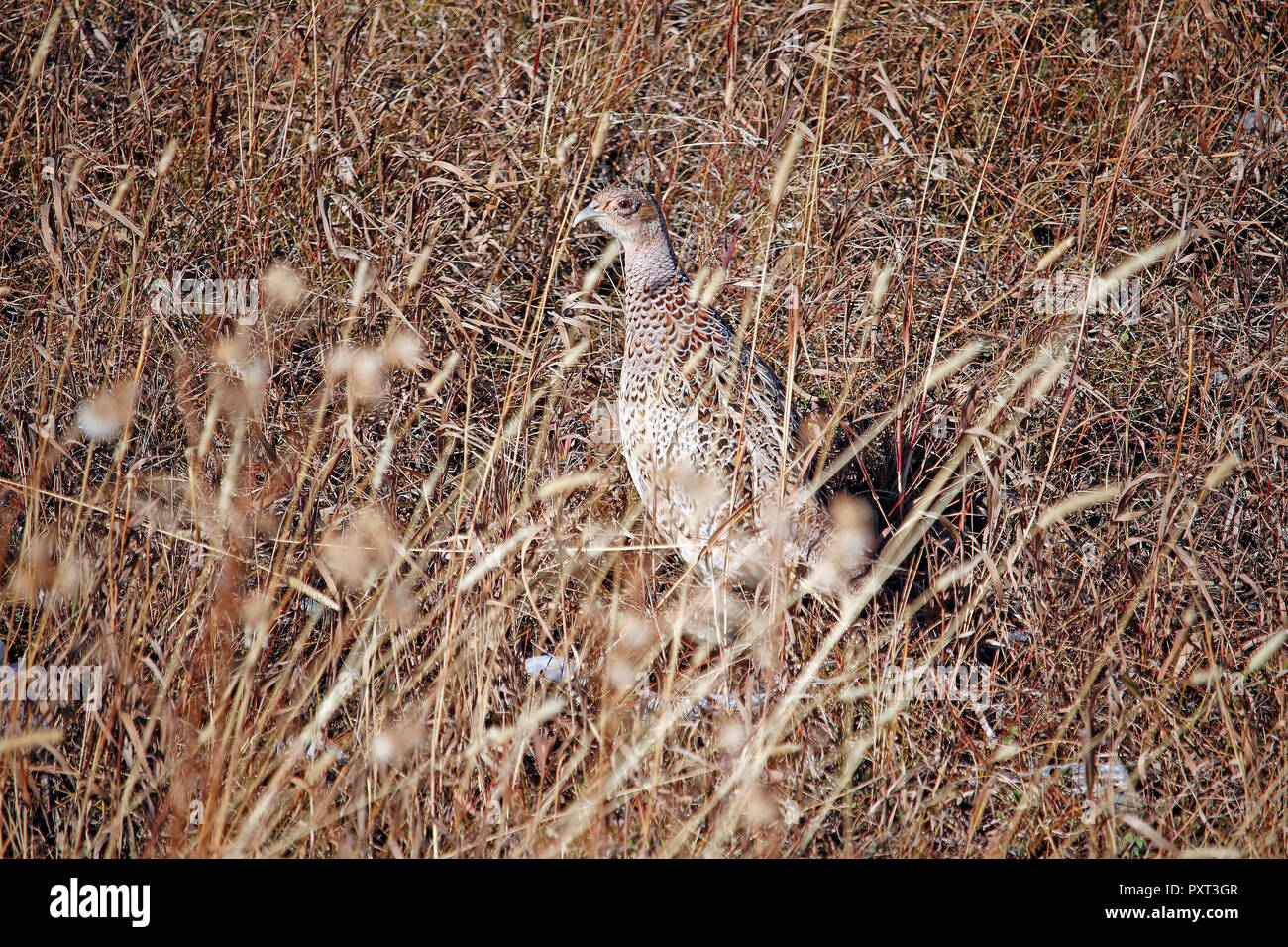 This Ring-neck pheasant hen was spotted on a hillside in early October, near McLeod Montana in the Absaroka Mountains. Stock Photo