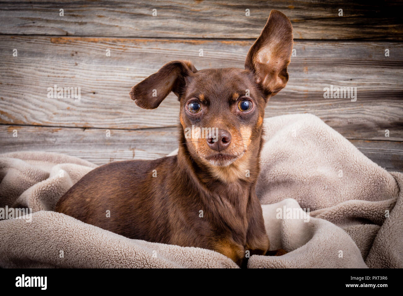 Pinscher dog laying on a blanket portrait Stock Photo