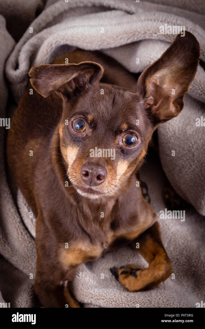 stege Tilgivende begå Miniature pinscher chihuahua hi-res stock photography and images - Alamy