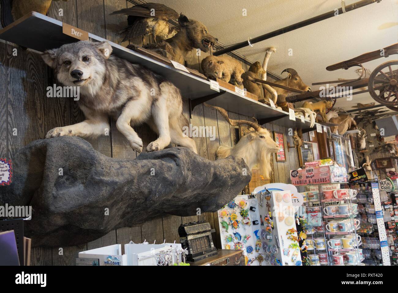 Taxidermy animals on a shelf at Marsh's Free Museum in Long Beach