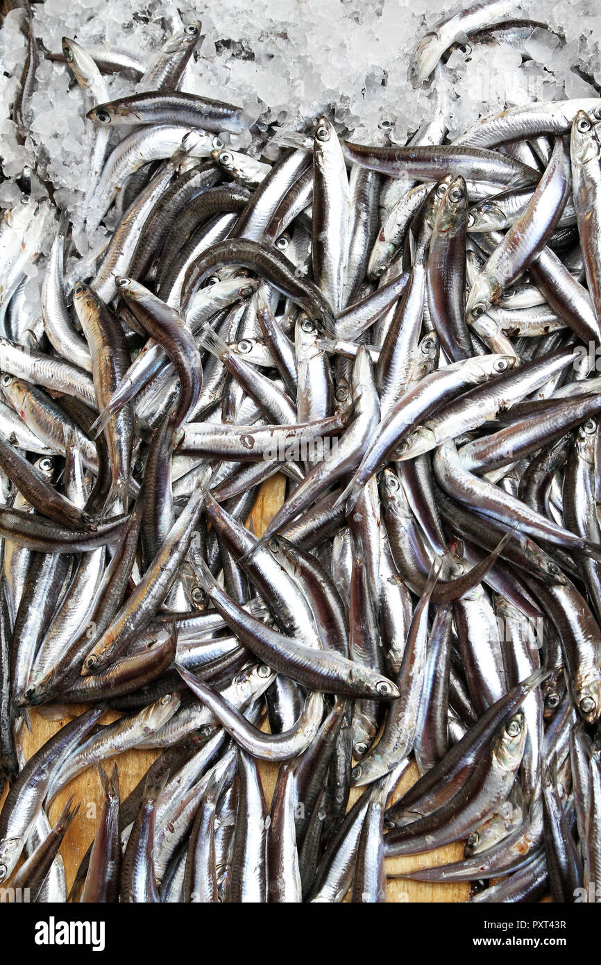 Small anchovy fishes in crate from Mediterranean sea Stock Photo Alamy