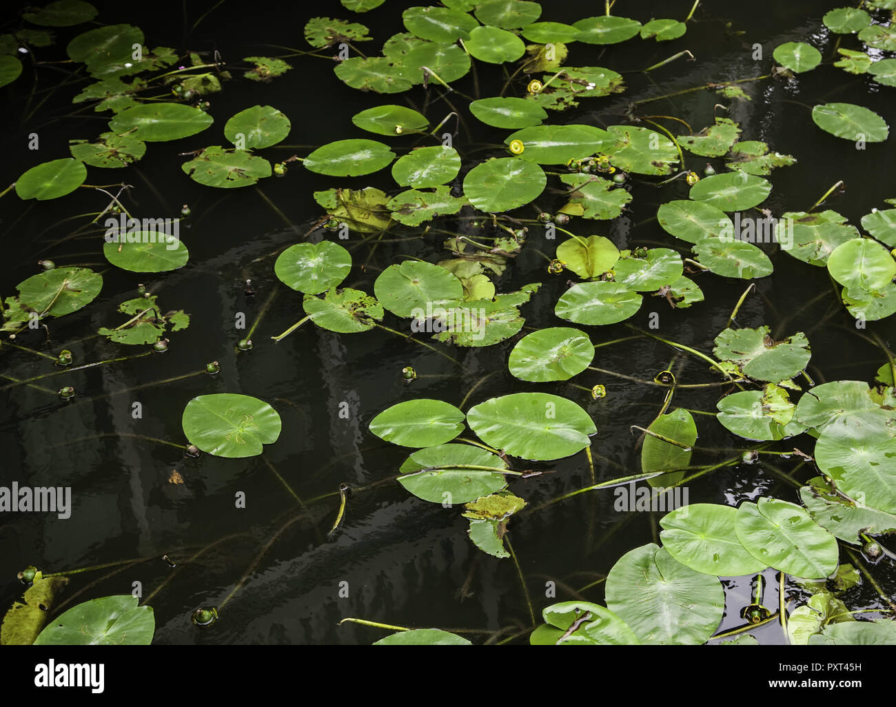 Waterfowl in water, detail of aquatic plants Stock Photo Alamy