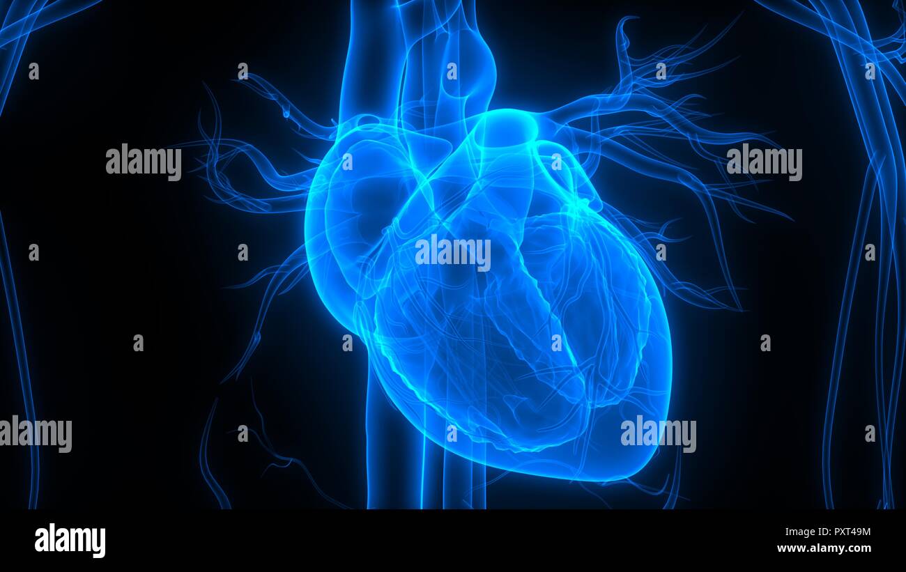 Human Cardiovascular System Heart Anatomy Stock Photo