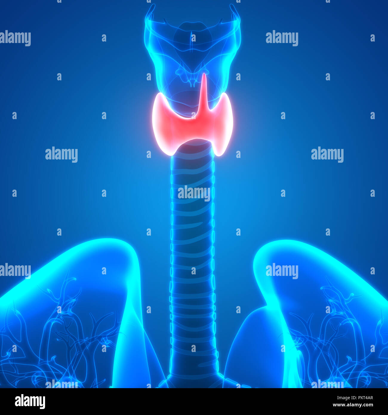 Gland Locations In The Human Body