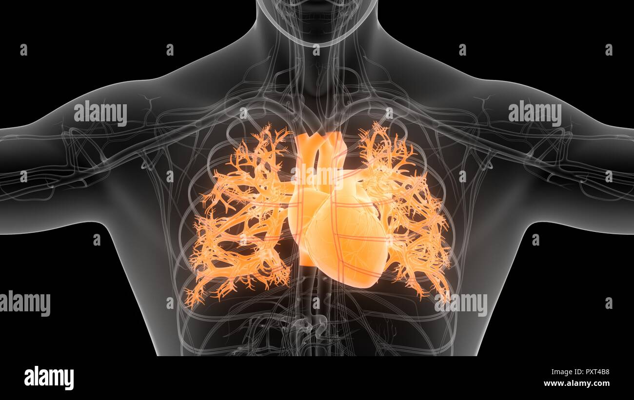 Heart anatomy hi-res stock photography and images - Alamy