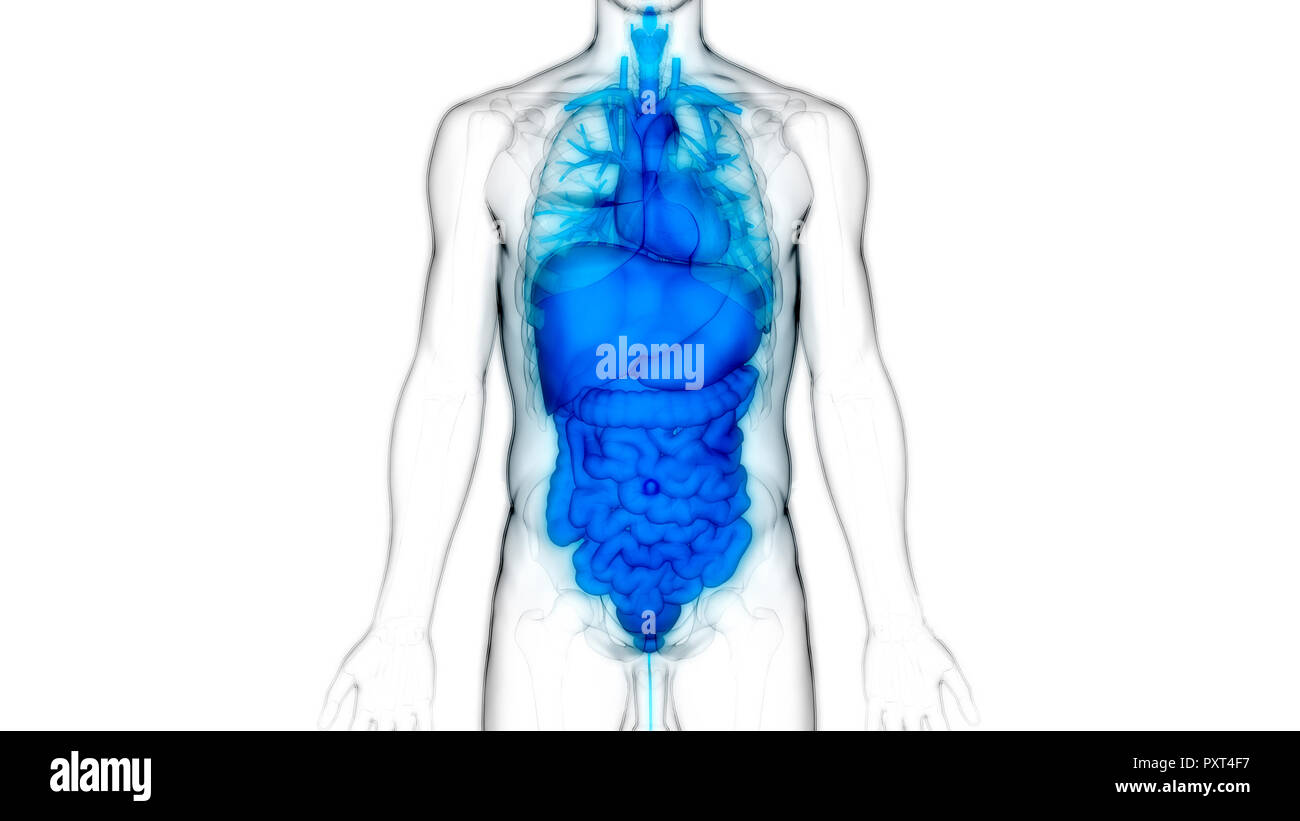 Human Body Organs Anatomy Stock Photo