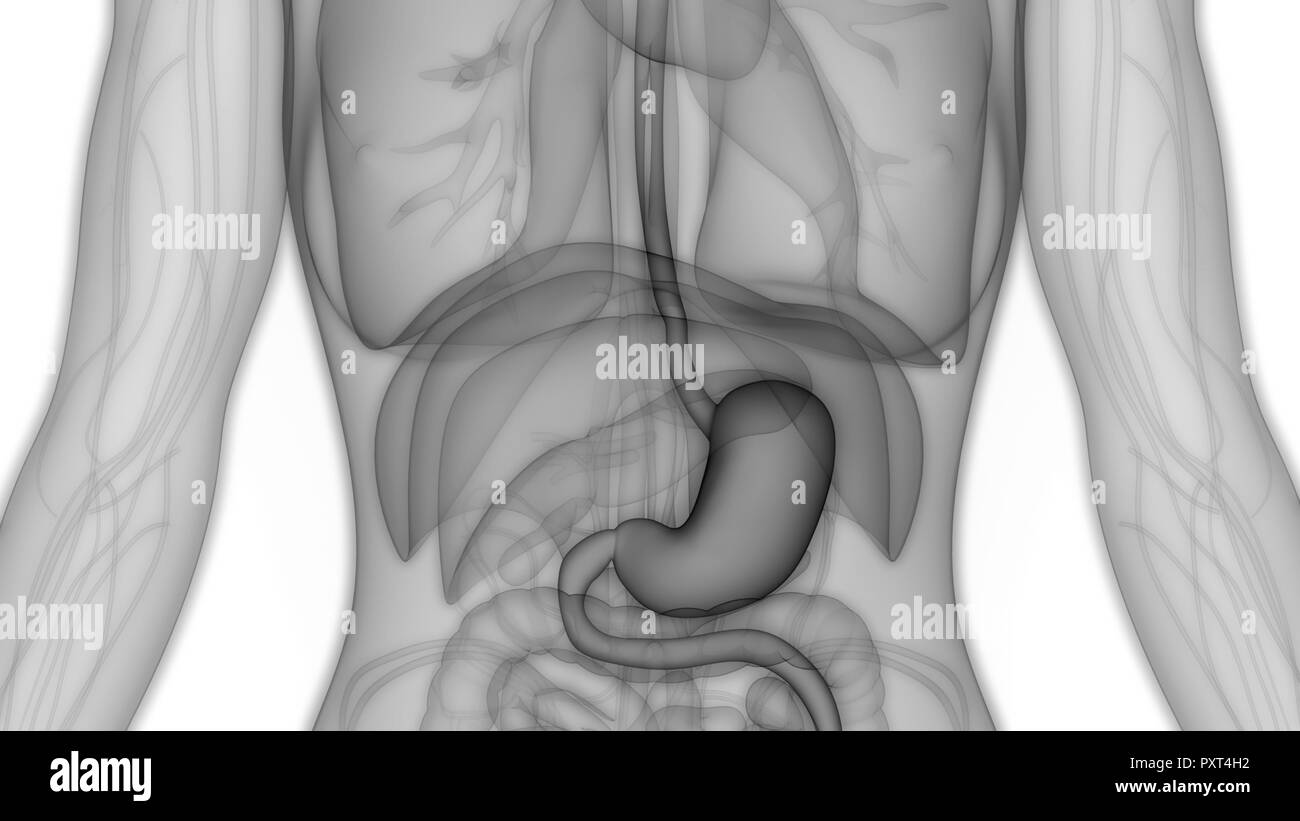 Human Digestive System Stomach Anatomy Stock Photo