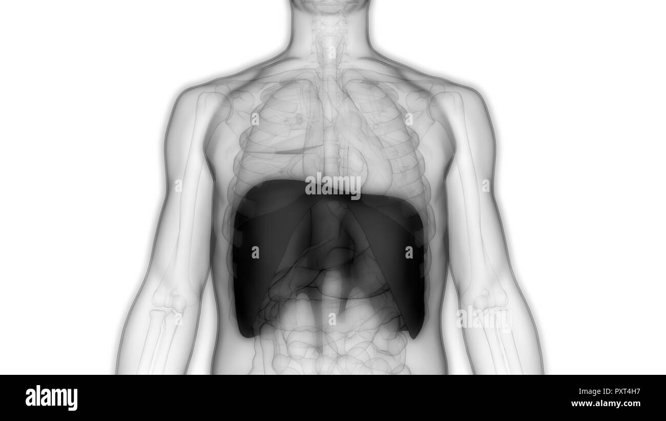 Respiratory system diagram Black and White Stock Photos & Images - Alamy