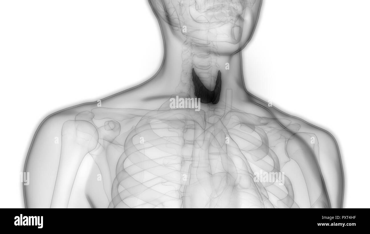Human Body Glands Thyroid Gland Anatomy Stock Photo
