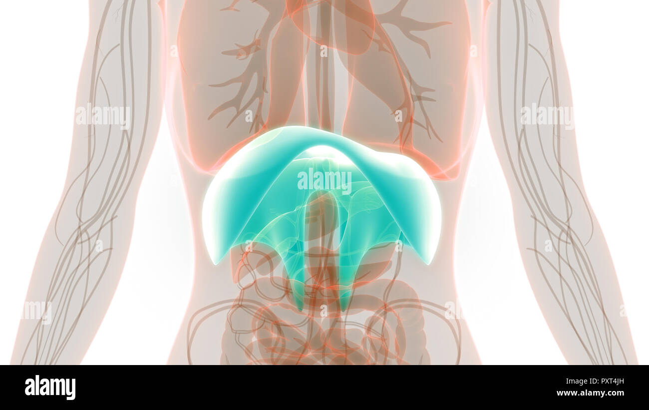 Human Respiratory System Diaphragm Anatomy Stock Photo