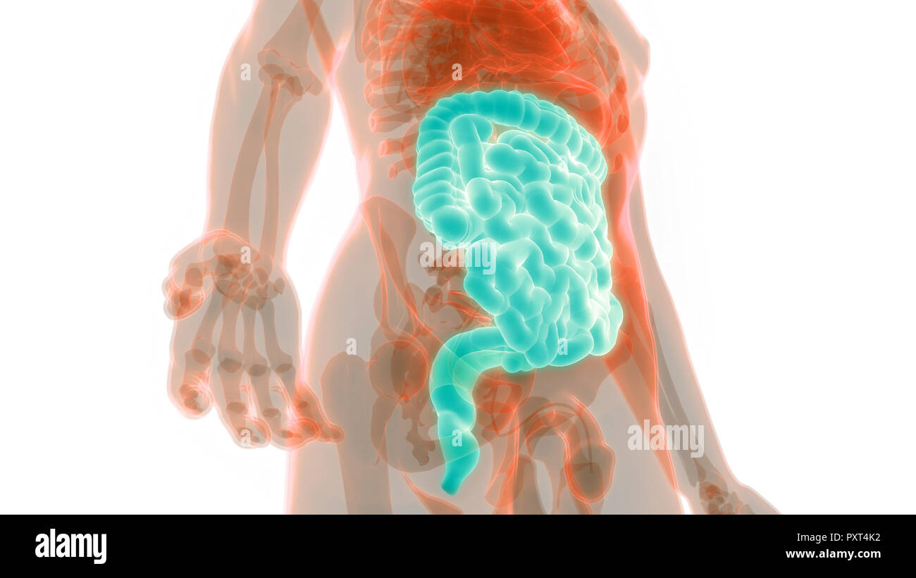 Human Digestive System Large and Small Intestine Anatomy Stock Photo