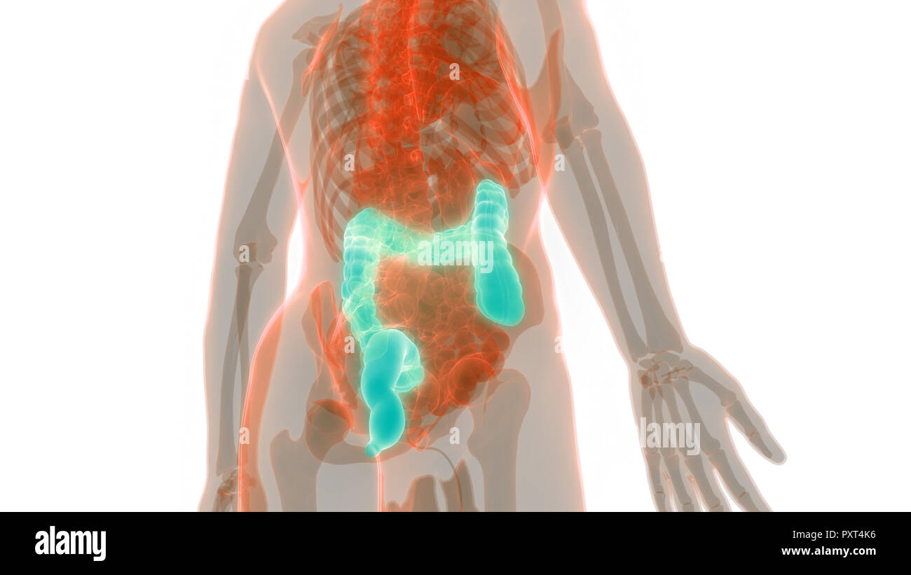 Human Digestive System Large Intestine Anatomy Stock Photo